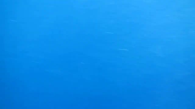 Акула. Красное море. Египет. смотреть онлайн