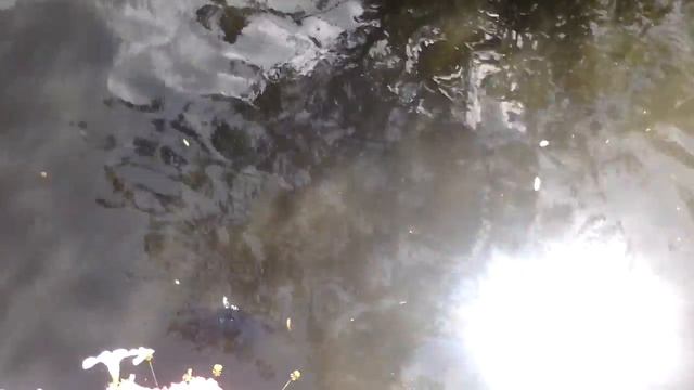 (36) Зоопарк Амстердама. Artis.16 смотреть онлайн