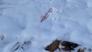 Весенняя охота на утку в Сургуте