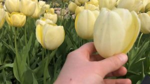 Ivory Floradale Tulips | Bulbs in Bloom