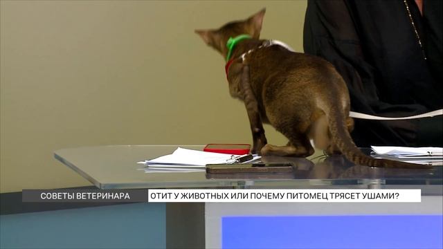 Отит у животных: как распознать? смотреть онлайн