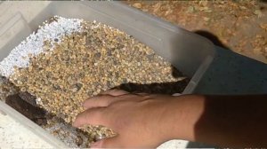 Пересадка эониума ‘Румяная красавица‘. Уход в домашних условиях