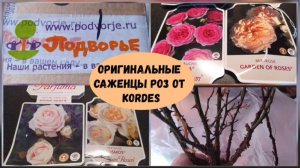 Оригинальные саженцы роз от Kordes из Подворья (2022 г.)