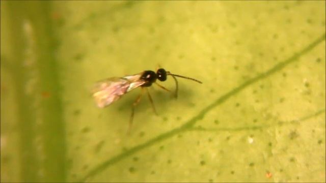 Aphidius colemani. Афидиус - паразитоид тли. смотреть онлайн