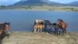 Отлов лошади из табуна.