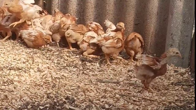 Обзор цыплят 3 и 25 дней смотреть онлайн