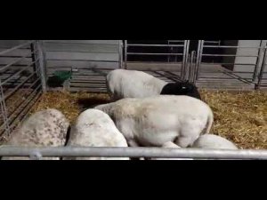 Мастит у овец. Профилактика мастита