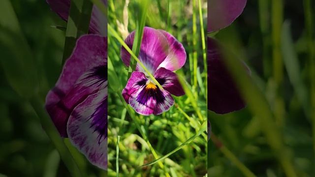 Flowers of Russia!Pansies!Цветы России!Анютины глазки!