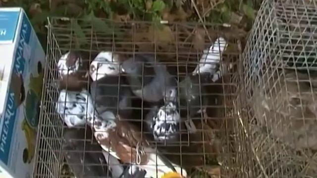 Ярмарка-выставка животных в Гуляйполе 2012 смотреть онлайн