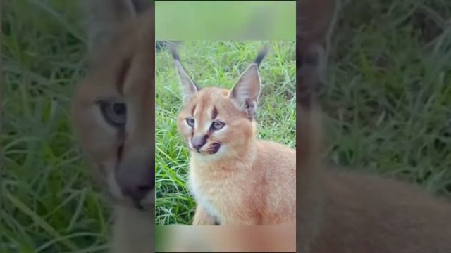 Touch the kitten once in a while😄#carakal #bigcat #animals смотреть онлайн