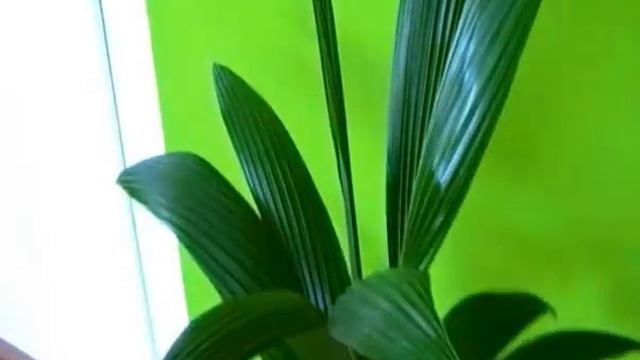 Coconut palm, Cocos nucifera смотреть онлайн