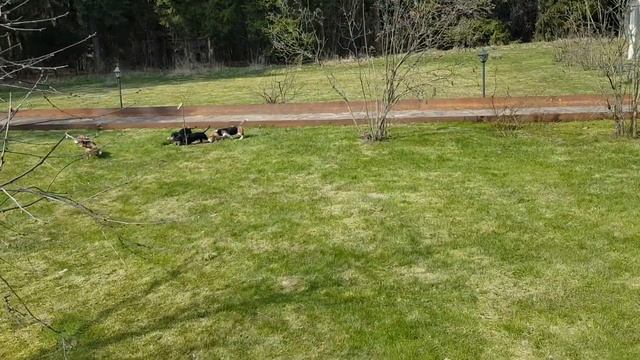 Щенки таксы и щенки артезиано-нормандского бассета на прогулке смотреть онлайн