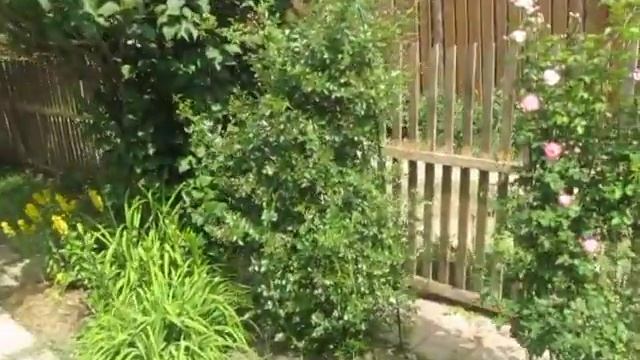 Розы. Первое цветение после пересадки старых и посадки новых роз. смотреть онлайн