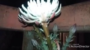 Ночное❇Цветение Кактуса-Цереус?