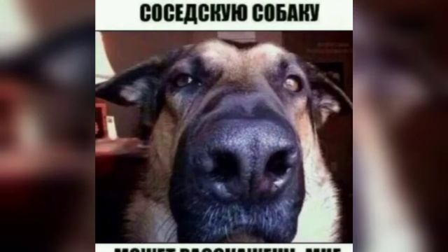 Мемы про собак 1 #1 #собакаулыбака #мемы #втоп #впопулярное #ВПОПУЛЯРНОЕПЖ #смех #собакиприколы