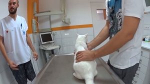 ВЕТЕРИНАРНАЯ КЛИНИКА В ТУРЦИИ: прием у ветеринара!