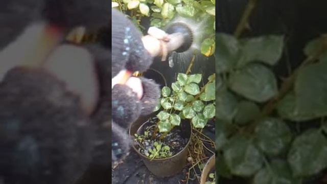 Полив - часть9