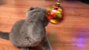 Кот и новогодняя елка. Первые впечатления от новой жизни!