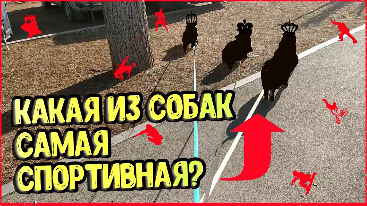 КАКАЯ САМАЯ СПОРТИВНАЯ СОБАКА?. АМЕРИКАНСКОГО БУЛЛИ 11 МЕСЯЦЕВ, КОРГИ, ШПИЦ, МОПС.
