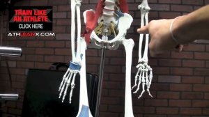 5 Способов Как Плоскостопие Убивает Твои Тренировки, Колени, Бедра и Поясницу | Джефф Кавальер