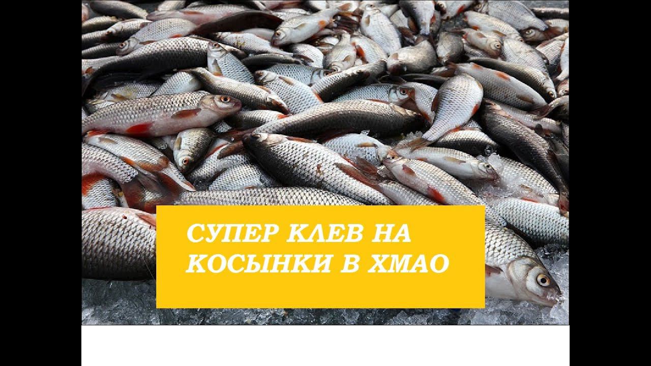 СУПЕР Ловля на косынки на таежной реке в ХМАО. смотреть онлайн