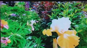 джем танго маленький цветок.