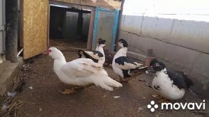 В каком возрасте селезень будет топтать уток?//// индоутки//