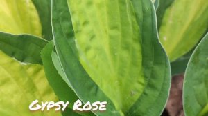 Хоста сорт Gypsy rose