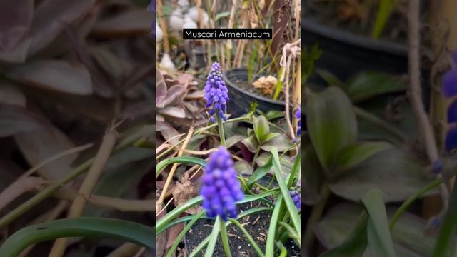 Muscari Armeniacum grown from bulbs