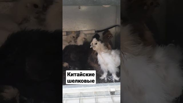 Китайские шелковые цыплята #подворье #цыплята #шелковистый #китайские