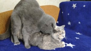 Кот Батон вяжет кошечку №0069