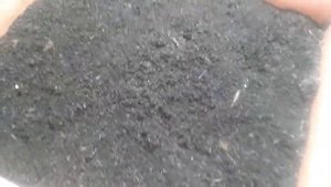 Как избавиться от мошек. (разведение червя)