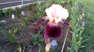 Raspberry swirel, Sutton 2008!Малиновый водоворот, Саттон 2008,ирисы от А. Б. Ворошиловой!