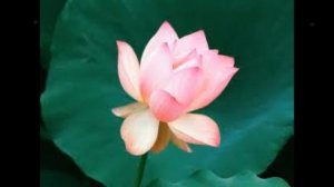 Вероника Тушнова - Без обещаний жизнь печальней