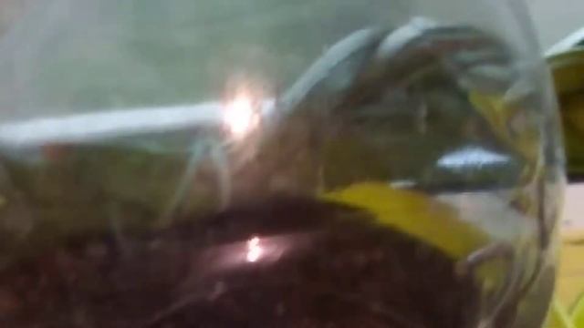 15 мая 2022 г. Что растет на южном подоконнике смотреть онлайн