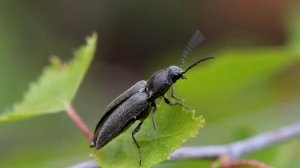 Макро видео - это просто и легко.