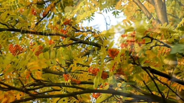 Осень - очень красивая женщина смотреть онлайн