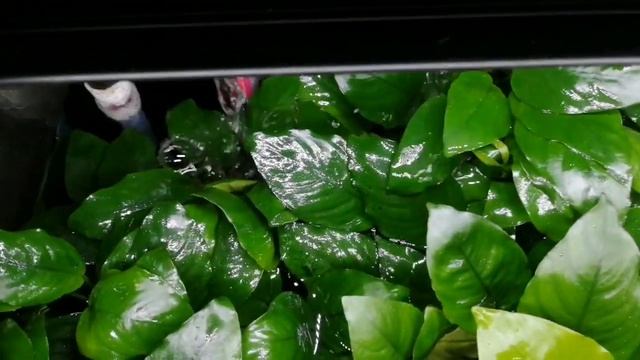 #аквариум 200 литров. Сделал лайтовую перестановку. смотреть онлайн