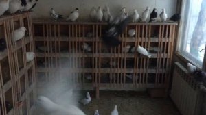 #Pigeons.Жёлтая пробка у голубей.