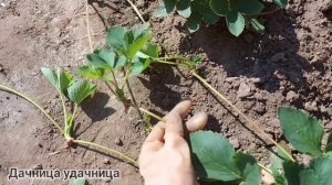 Посадка клубники осенью. Как выбрать посадочный материал #клубника