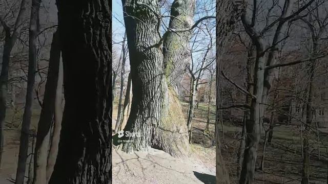 удивительный  старинный дуб на экскурсии. парк королевы  Луизы  . блогер