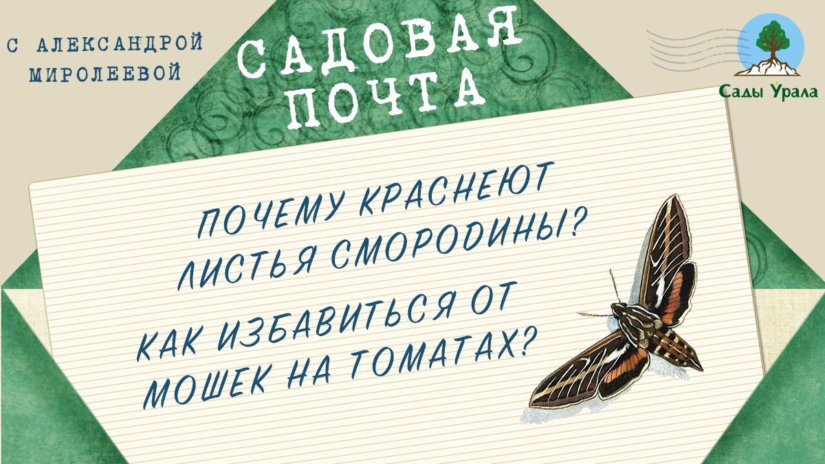 Садовая почта: Почему краснеют листья смородины. Мошки на томатах. Выпуск 13