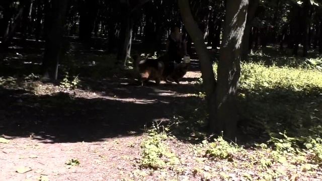Длинношерстные немецкие овчарки. Знакомство в лесу. Long-haired German shepherds