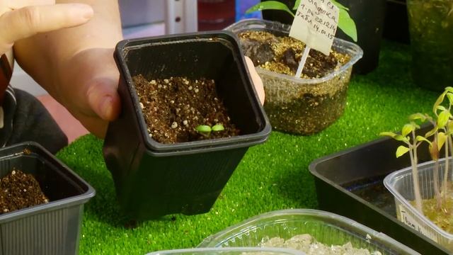 Какие важные условия должны быть соблюдены при выращивании рассады? смотреть онлайн