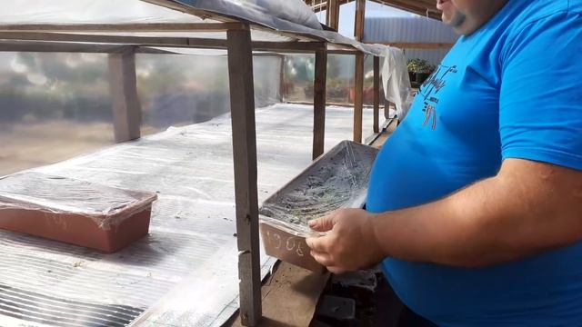 ЧЕРЕНКУЮ ПЕТУНИЮ,УКОРЕНЯЮ,РАЗМНОЖАЮ. смотреть онлайн