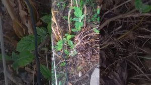 гортензия дуболистная после зимы