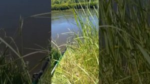 на чикой за чубаком .рыбалка.