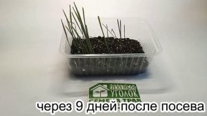 Микрозелень ржи: посев в землю