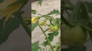 следы от укуса трипса на томатах 😊☀️😎
