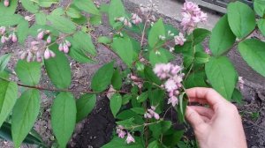 Дейция гибридная  Строберри Филдс (Strawberry Fields)